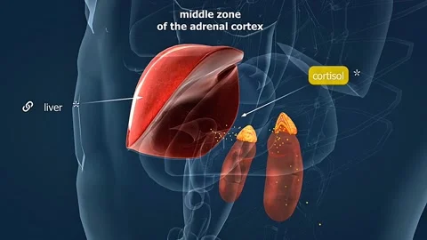 Release of cortisol from adrenal cortex Stock Footage 315583702