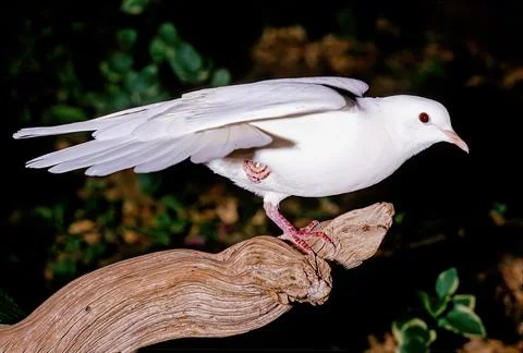 Release dove Stock Photos