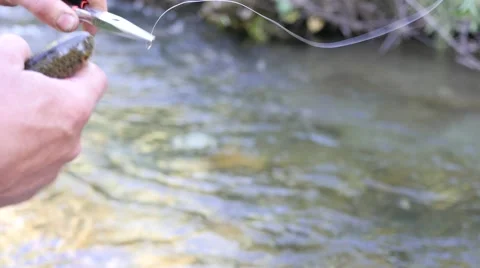 Release the fish Stock Footage 40671054