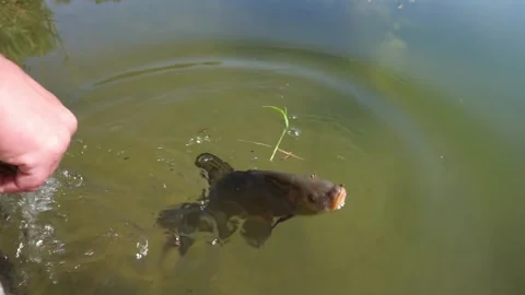 Release the fish into the river Stock Footage 243980362