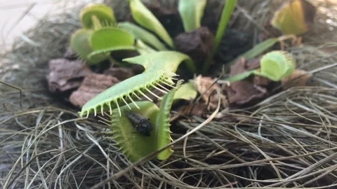 Release the flies from the petals of Venus Flytrap Stock Footage 105386329