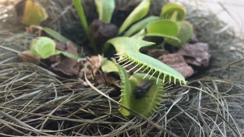 Release the flies from the petals of Venus Flytrap 스톡 동영상 105660495