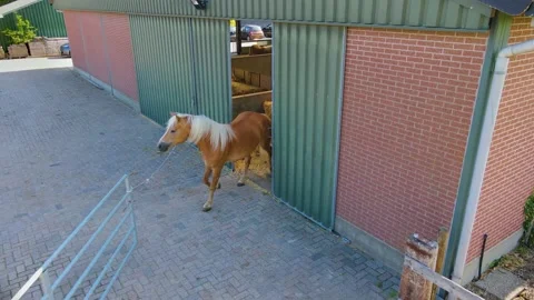Release Horses Aerial Video stock 153801900