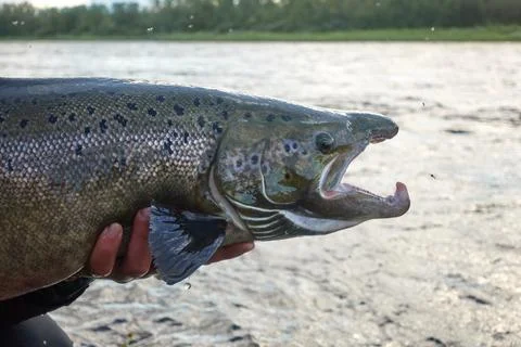 Release of a large size salmon back to the river Stock Photos