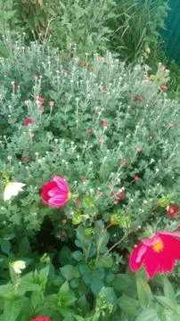 The release of nectar Stock Photos