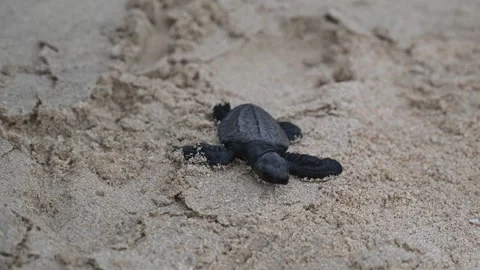 Release of Olive Ridley sea turtle hatchlings at Lampuuk Beach, Aceh, Indonesia Stock Footage 327464246