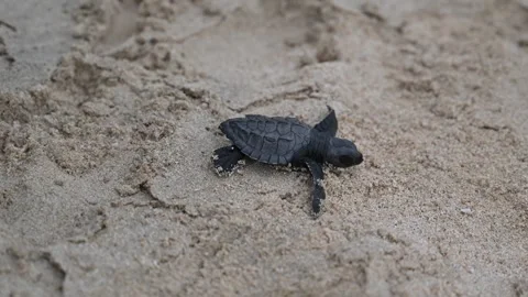 Release of Olive Ridley sea turtle hatchlings at Lampuuk Beach, Aceh, Indonesia Stock Footage 327465628