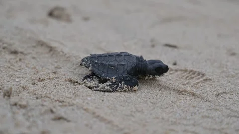 Release of Olive Ridley sea turtle hatchlings at Lampuuk Beach, Aceh, Indonesia Stock Footage 327466496