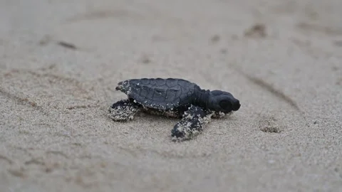 Release of Olive Ridley sea turtle hatchlings at Lampuuk Beach, Aceh, Indonesia Stock Footage 327469854