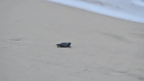 Release of Olive Ridley sea turtle hatchlings at beach Stock Footage 327471515