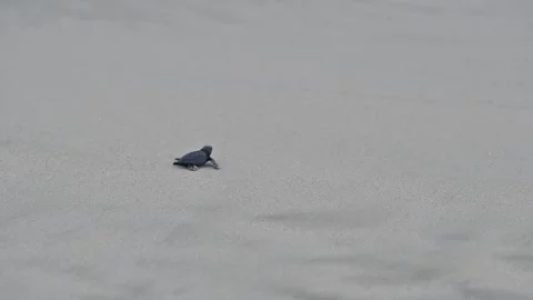 Release of Olive Ridley sea turtle hatchlings Stock Footage 327472853