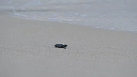 Release of Olive Ridley sea turtle hatchlings Stock Footage 327474378