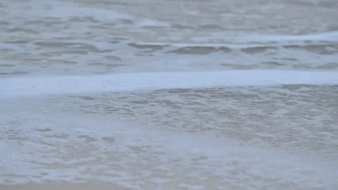Release of Olive Ridley sea turtle hatchlings Stock Footage 327509358