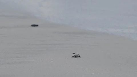 Release of Olive Ridley sea turtle hatchlings Stock Footage 327510133