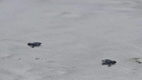 Release of Olive Ridley sea turtle hatchlings Stock Footage 327510395