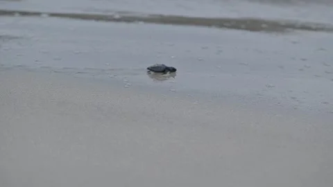 Release of Olive Ridley sea turtle hatchlings at beach Stock Footage 327510509