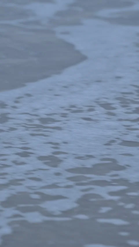 Release of Olive Ridley sea turtle hatchlings Stock Footage 327514344