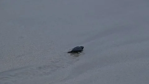Release of Olive Ridley sea turtle hatchlings Stock Footage 327514402