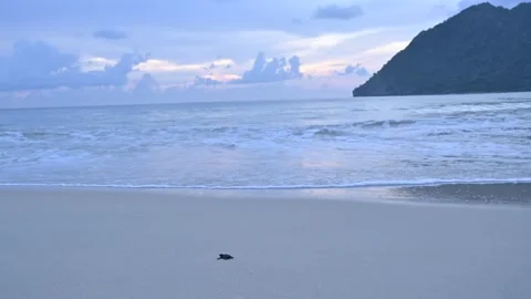 Release of Olive Ridley sea turtle hatchlings at beach Stock Footage 327514615