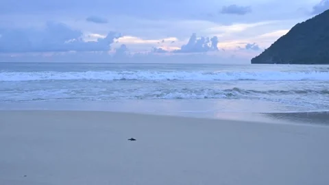 Release of Olive Ridley sea turtle hatchlings at beach Stock Footage 327515038