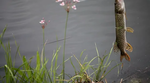 Release a pike in a lake Stock Footage 36646965