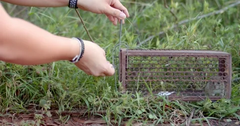 Release the trapped house mouse into the wild. Stock Footage 223905477