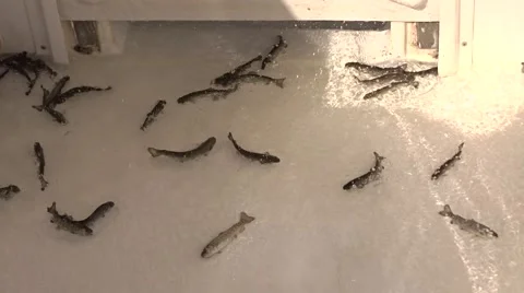 Release trout fingerlings to the net pen. Video stock 64661904
