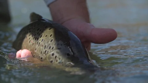 Release of trout Stock Footage 101438444