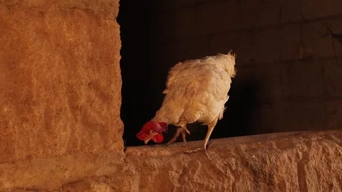 Released Farm Hen Pecking Stone Ledge in Rural Free-Range Environment Stock Footage 322980617