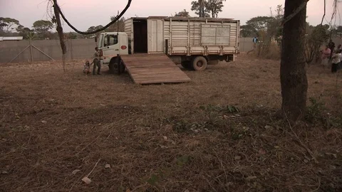 Releasing animals into the wild Video stock 91786562