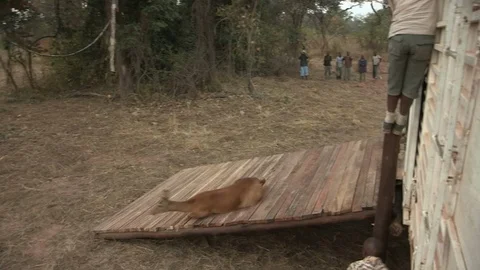 Releasing animals into the wild Video stock 91786636