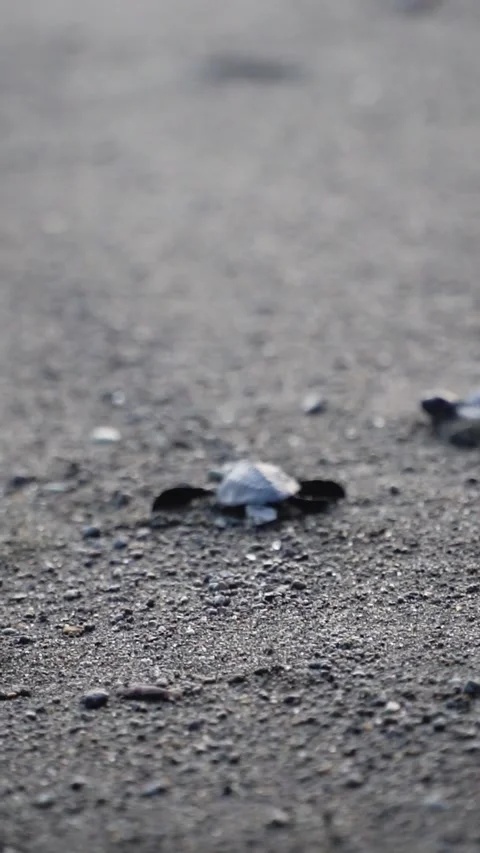 Releasing Baby Turtle Stock Footage 337224542