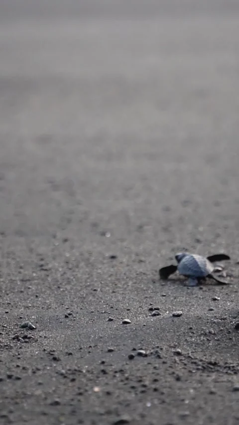 Releasing Baby Turtle Stock Footage 337224545
