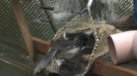 Releasing fish in pond Stock Footage 39048911