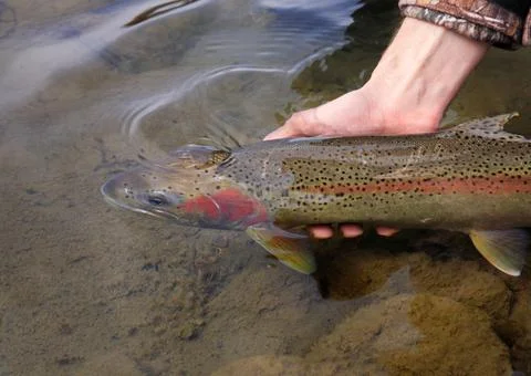 Releasing a fish into river Stock Photos