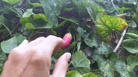 Releasing Fruit Stock-Footage 297610712