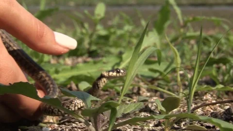 Releasing grass snake Stock Footage 71050676