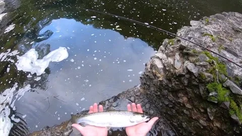 Releasing Landlock salmon Stock-Footage 336030928