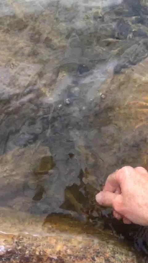 Releasing a rainbow trout Video stock 304402413