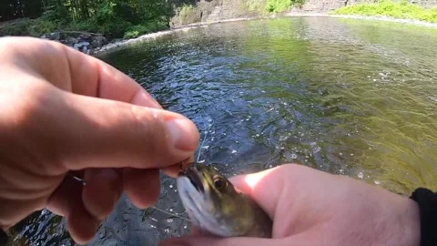 Releasing small brook trout Stock-Footage 336031246