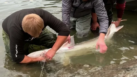 Releasing sturgeon from the hook. Stockbeeldmateriaal 168036171