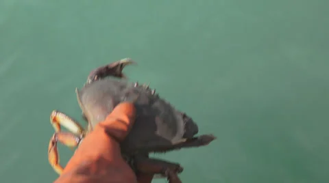 Releasing Undersized Dungeness Crab POV Stock Footage 39790424