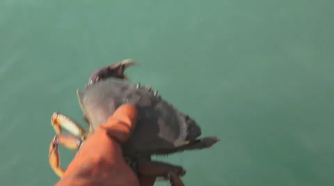 Releasing Undersized Dungeness Crab POV 4K UHD Stock Footage 39791043