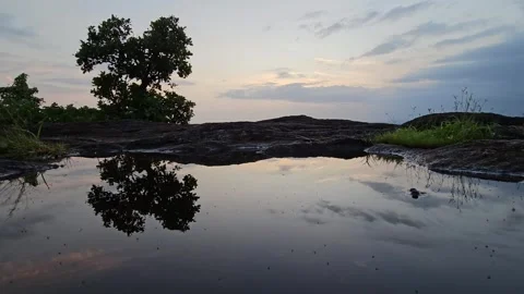 Relection of the tree Stock Footage 308702176