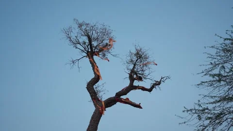 Relegious hindu prayer flags on a tree in jodhpur rajasthan India. Video stock 284441031