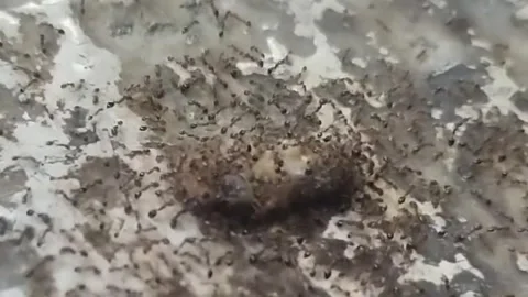 Relentless Dismantling "Ants" Видео 283550115