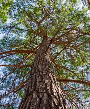 Relic of a pine trunk extending in height, with branches covered with green Stock Photos