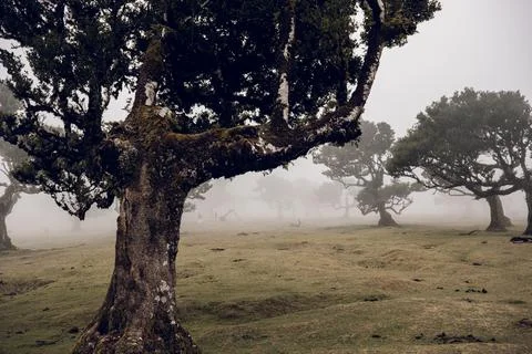 Relict forest Foto stock