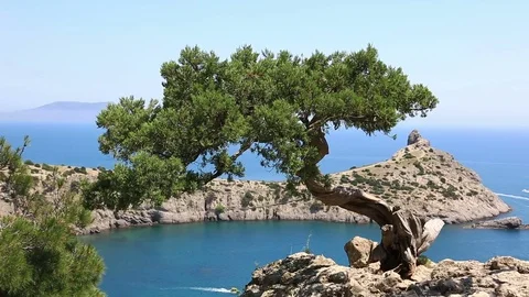 Relict juniper in the Crimea Stock Footage 83077370