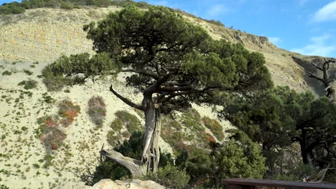 Relict juniper tree Stockbeeldmateriaal 143411449